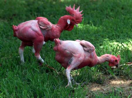 featherless.jpg