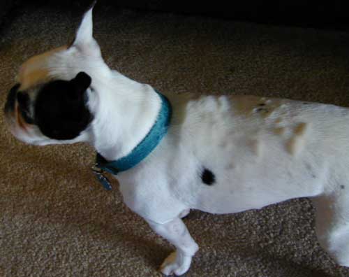 french bulldog hives treatment