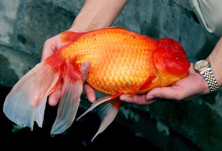 Biggest Pitbull  World on World S Biggest Goldfish  He S 16 Inches Long  About As Big As A
