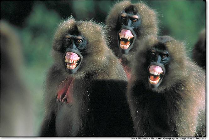 baboons.jpg