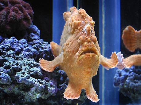 [Image: frogfish.jpg]