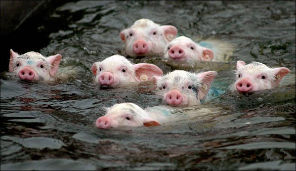 pigswim.jpg