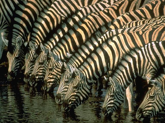 zebras.jpg