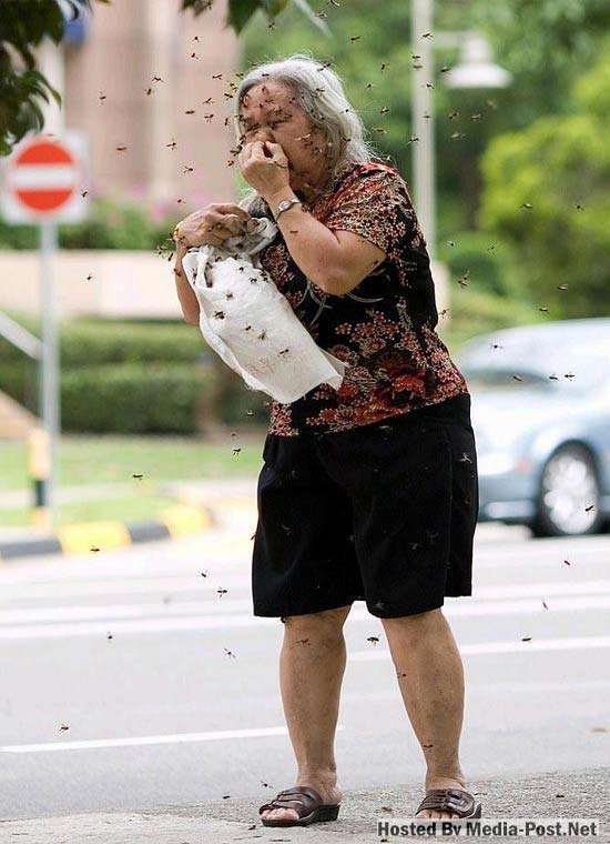 Bee Attack Story By Ron Hatch Was having late lunch at the Zion Road when I