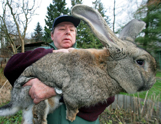 Big rabbit