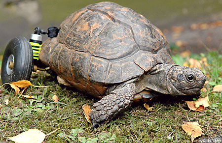 pimp-my-tortoise.jpg