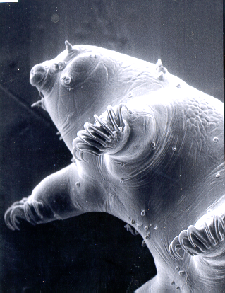 tardigrade.png