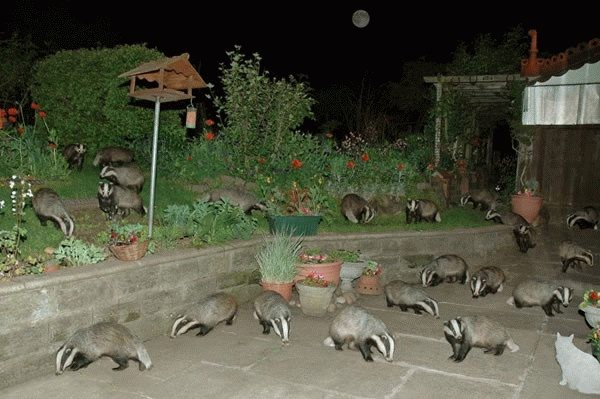 http://cellar.org/2007/badgerbadgerbadger.jpg