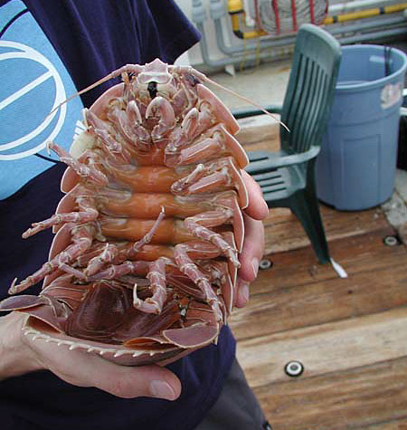 [Image: isopod1.jpg]