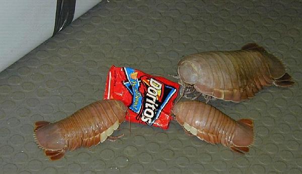 isopod2.jpg