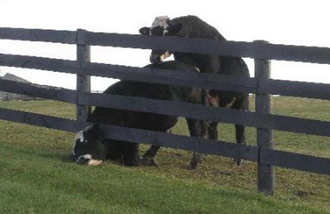 cowstuck2.jpg