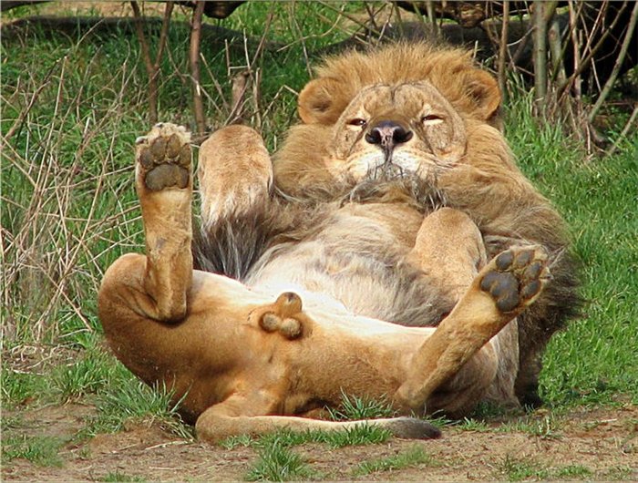 Male Lions Penis 118