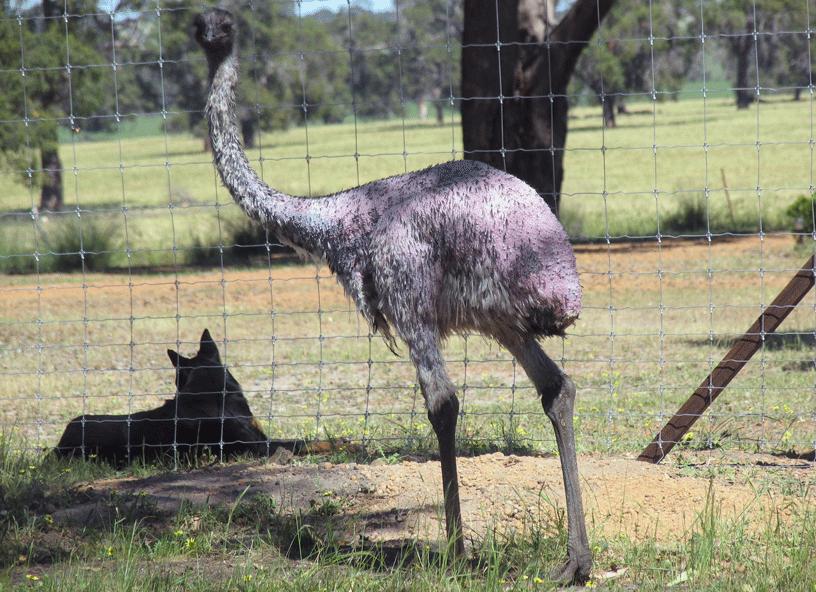 ostrich without feathers