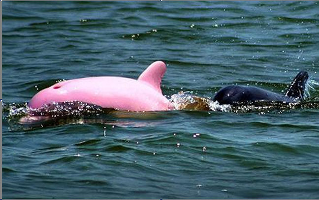 it s a pink dolphin  picture makes it look like plastic or bubble