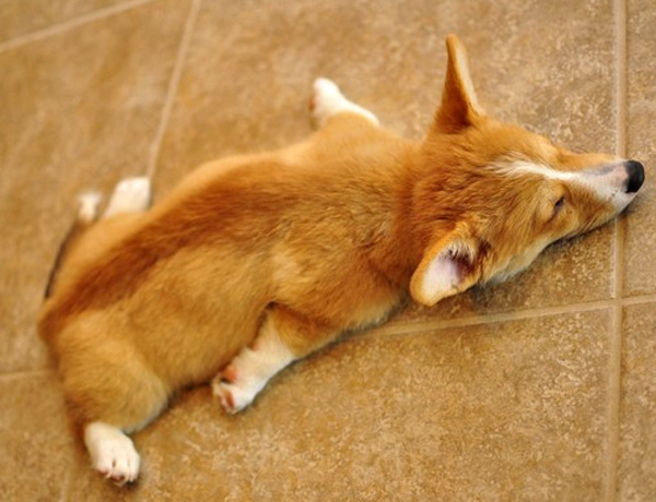 planking_corgi.jpg