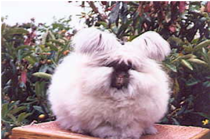 betty chu english angora
