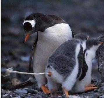 Name:  penguin-pooping.jpg
Views: 1240
Size:  19.2 KB