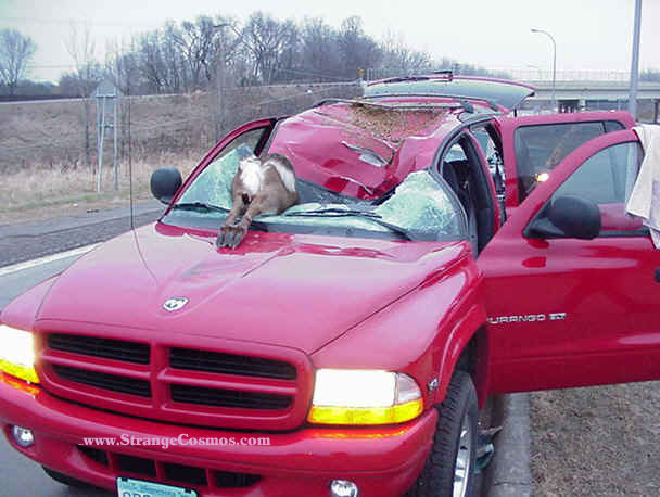 Name:  Deer in Dodge.jpg
Views: 492
Size:  46.7 KB