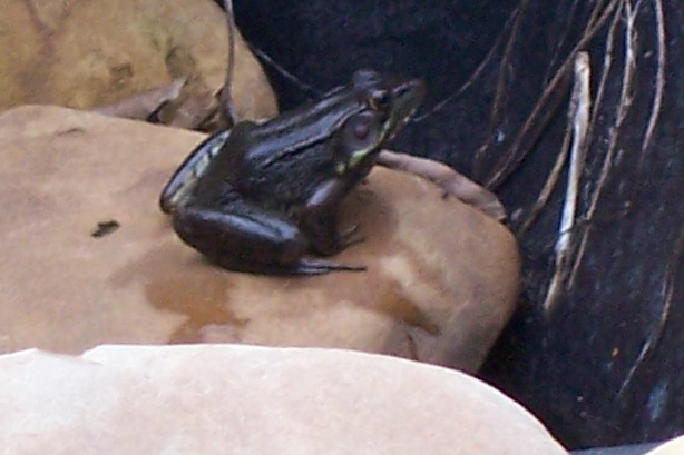 Name:  Misc Pics 027.jpg
Views: 204
Size:  58.8 KB