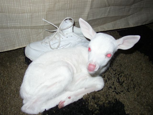 Name:  Albino Fawn 1.jpg
Views: 1478
Size:  54.0 KB