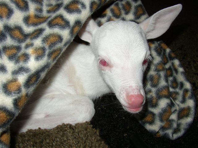 Name:  Albino Fawn 2.jpg
Views: 1545
Size:  65.6 KB