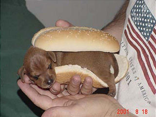 Name:  Hot Dog.jpg
Views: 421
Size:  16.7 KB