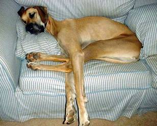 Name:  Dane.jpg
Views: 258
Size:  17.7 KB