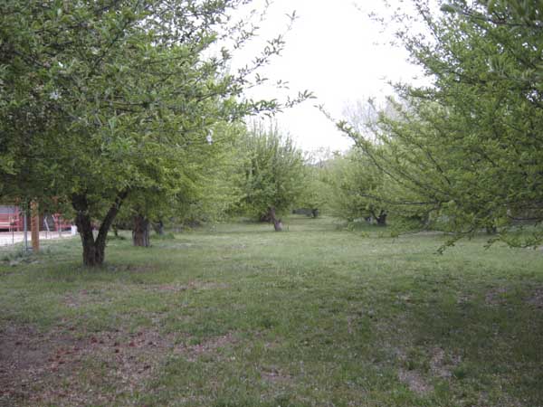 Name:  Apple Orchard 005.jpg
Views: 213
Size:  68.8 KB