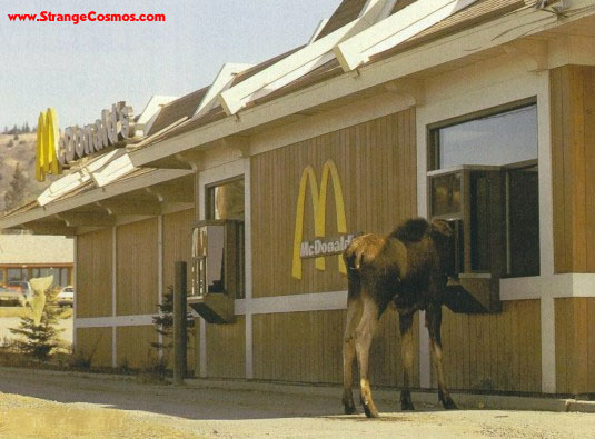 Name:  Moose at McDonalds.jpg
Views: 670
Size:  53.8 KB