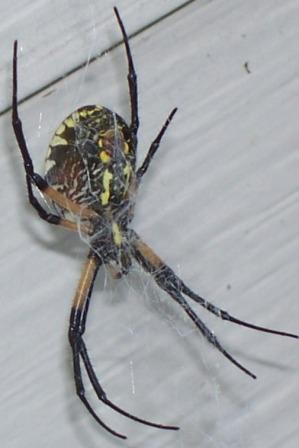 Name:  Spider 2.jpg
Views: 507
Size:  19.2 KB
