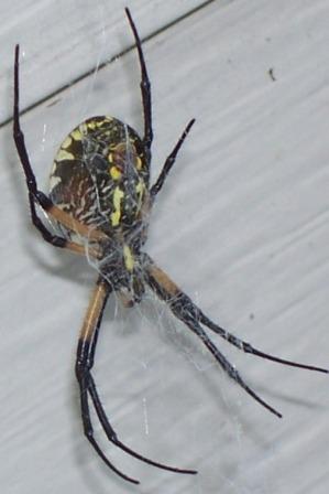 Name:  Spider 2.jpg
Views: 390
Size:  19.2 KB