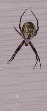Name:  Spider 3.jpg
Views: 470
Size:  12.6 KB