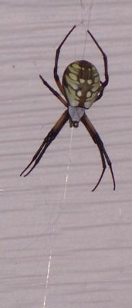Name:  Spider 3.jpg
Views: 390
Size:  12.6 KB