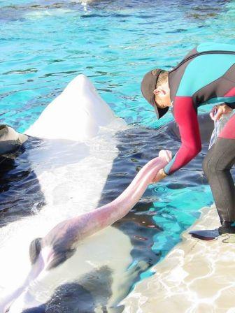 Name:  Whale Cleaner.jpg
Views: 92446
Size:  30.7 KB