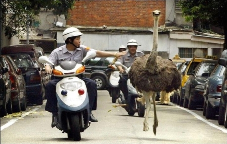 Name:  ostrich.JPG
Views: 756
Size:  121.9 KB