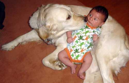 Name:  Big Dog & Baby.jpg
Views: 1009
Size:  14.7 KB