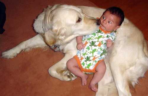 Name:  Big Dog & Baby.jpg
Views: 895
Size:  14.7 KB