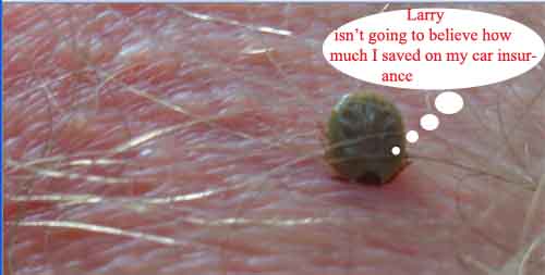 Name:  tick.jpg
Views: 226
Size:  28.1 KB