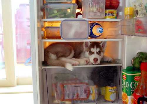 Name:  Frezzer Dog.jpg
Views: 714
Size:  18.4 KB