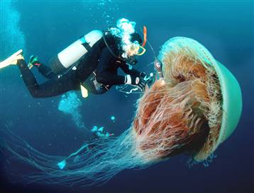 Name:  Jellyfish.jpg
Views: 718
Size:  15.4 KB