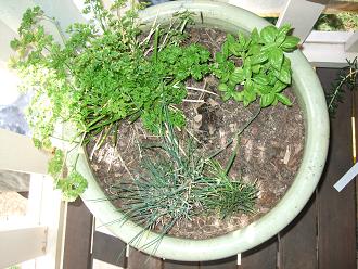 Name:  parselychivesbasil.jpg
Views: 209
Size:  42.5 KB