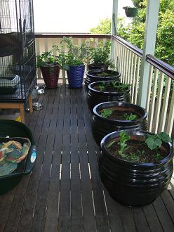 Name:  Back Verandah.jpg
Views: 220
Size:  36.3 KB