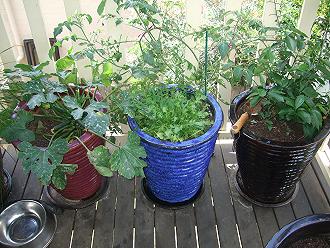 Name:  pots 5 6 and 7.jpg
Views: 212
Size:  46.0 KB