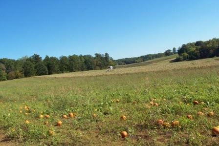Name:  Pumpkin Patch 2007 026.jpg
Views: 180
Size:  28.1 KB