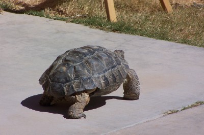 Name:  100_1805.jpg
Views: 655
Size:  109.0 KB