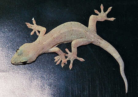 Name:  japyamori1.jpg
Views: 1617
Size:  20.5 KB