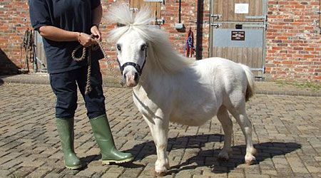 Name:  ponyPA_450x250.jpg
Views: 12701
Size:  45.1 KB