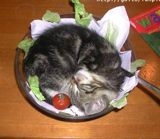 Name:  salad.jpg
Views: 554
Size:  16.5 KB