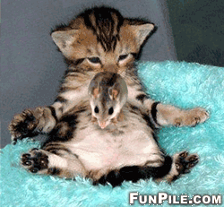Name:  Bellly Dancer.gif
Views: 619
Size:  59.2 KB