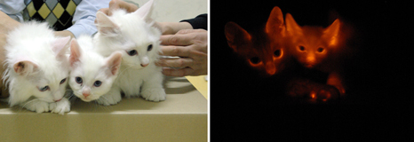 Name:  Glow Cats.jpg
Views: 468
Size:  84.3 KB